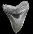 Serrated, Fossil Megalodon Tooth - Nice Tip #74655-1